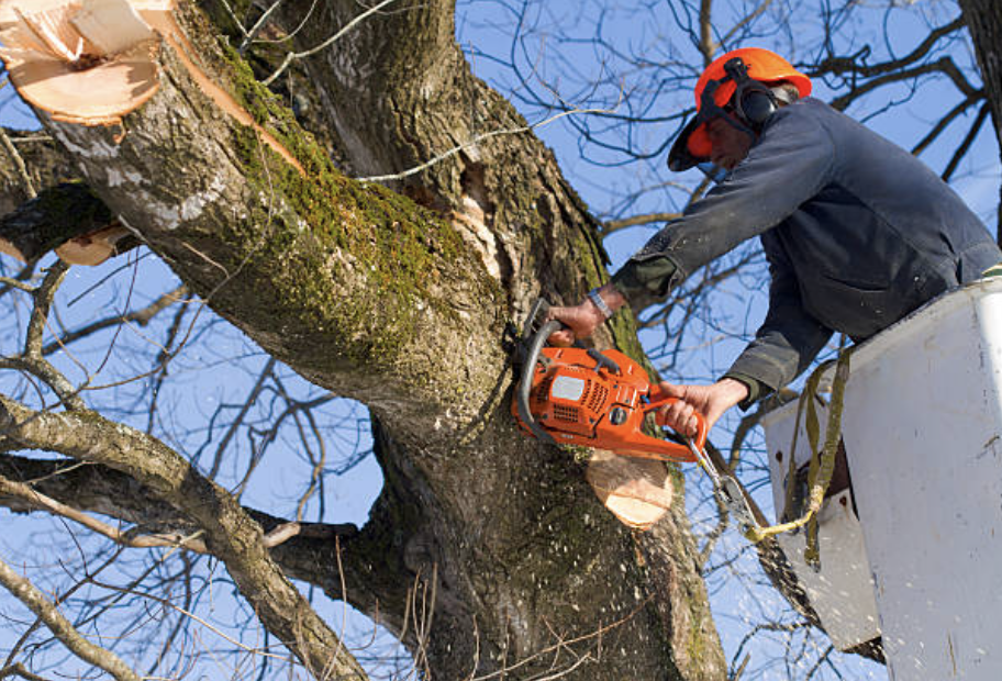 tree pruning in Chester-Chester Depot