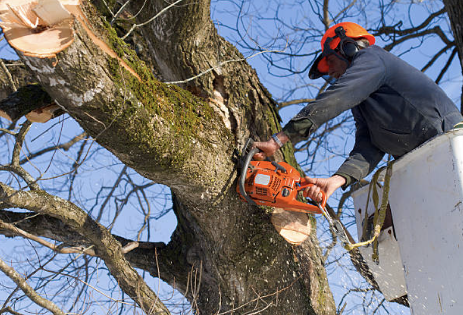 tree pruning in Brandon